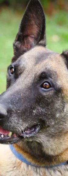 Chido – Malinois, Männchen, 7 Jahre 8 Monate, 13057 Berlin – Foto 1