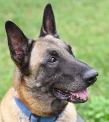 Chido – Malinois, Männchen, 7 Jahre 8 Monate, 13057 Berlin – Foto 2