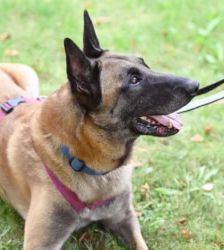 Chido – Malinois, Männchen, 7 Jahre 8 Monate, 13057 Berlin – Foto 3