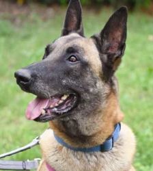 Chido – Malinois, Männchen, 7 Jahre 8 Monate, 13057 Berlin – Foto 4