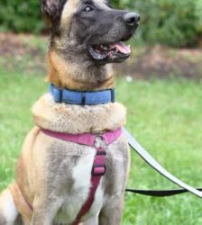Chido – Malinois, Männchen, 7 Jahre 8 Monate, 13057 Berlin – Foto 5