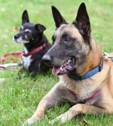 Chido – Malinois, Männchen, 7 Jahre 8 Monate, 13057 Berlin – Foto 6
