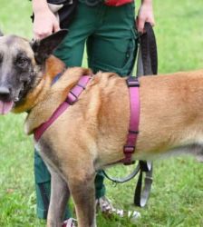 Chido – Malinois, Männchen, 7 Jahre 8 Monate, 13057 Berlin – Foto 7