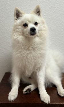 Aski – Spitz, Männchen, 4 Jahre 3 Monate, 32758 Detmold – Foto 1