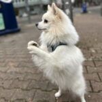 Aski – Spitz, Männchen, 4 Jahre 3 Monate, 32758 Detmold – Foto 2