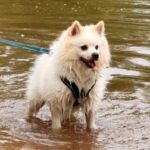 Aski – Spitz, Männchen, 4 Jahre 3 Monate, 32758 Detmold – Foto 3