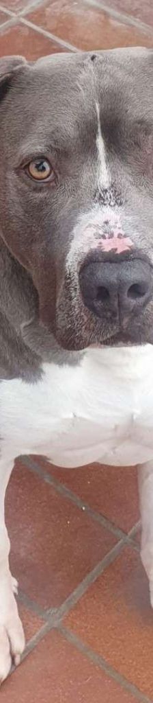 Ates – Staffordshire- Mix, Männchen, 5 Jahre 2 Monate, 13057 Berlin – Foto 1