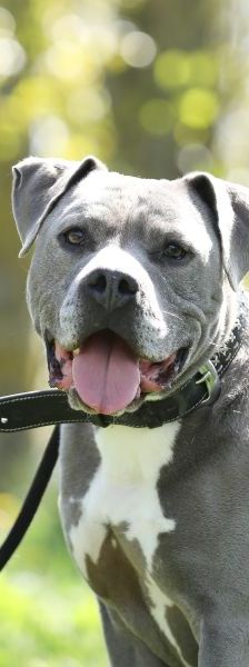 Blue – Staffordshire-Mix, Männchen, 8 Jahre 6 Monate, 13057 Berlin – Foto 1