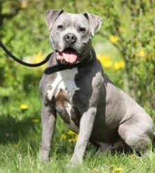 Blue – Staffordshire-Mix, Männchen, 8 Jahre 6 Monate, 13057 Berlin – Foto 2
