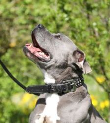 Blue – Staffordshire-Mix, Männchen, 8 Jahre 6 Monate, 13057 Berlin – Foto 4