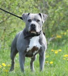 Blue – Staffordshire-Mix, Männchen, 8 Jahre 6 Monate, 13057 Berlin – Foto 5