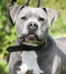 Blue – Staffordshire-Mix, Männchen, 8 Jahre 6 Monate, 13057 Berlin – Foto 6