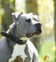 Blue – Staffordshire-Mix, Männchen, 8 Jahre 6 Monate, 13057 Berlin – Foto 7