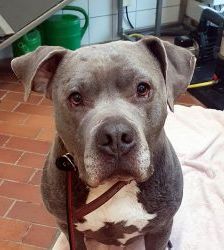 Blue – Staffordshire-Mix, Männchen, 8 Jahre 6 Monate, 13057 Berlin – Foto 8