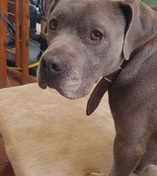 Blue – Staffordshire-Mix, Männchen, 8 Jahre 6 Monate, 13057 Berlin – Foto 9