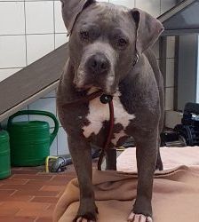 Blue – Staffordshire-Mix, Männchen, 8 Jahre 6 Monate, 13057 Berlin – Foto 10