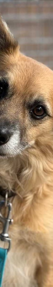 MAXI – Mix, Männchen, 4 Jahre 7 Monate, 81829 München – Foto 2