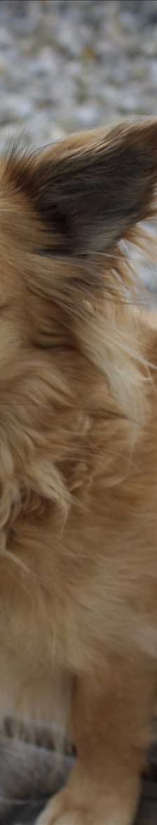 MAXI – Mix, Männchen, 4 Jahre 7 Monate, 81829 München – Foto 3