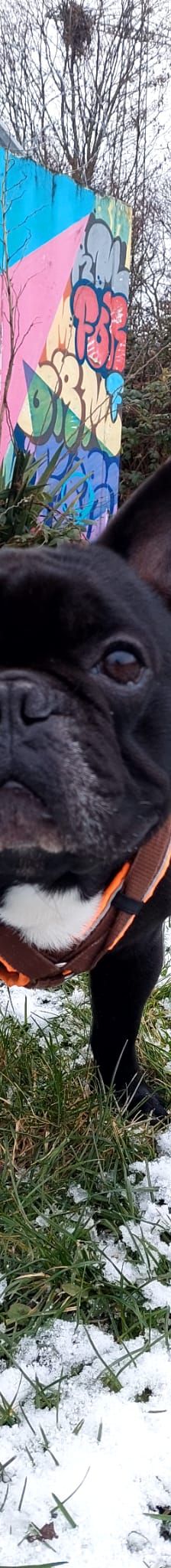 Filja – Franz. Bulldogge, Männchen, 3 Jahre 8 Monate, 50969 Köln-Zollstock – Foto 2