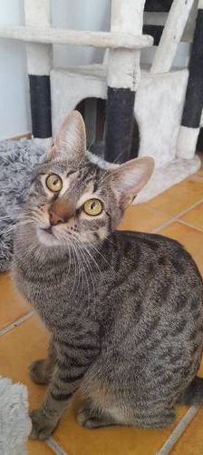 Lucky – Europäisch Kurzhaar, Männchen, 1 Jahr, 65520 Bad Camberg – Foto 1