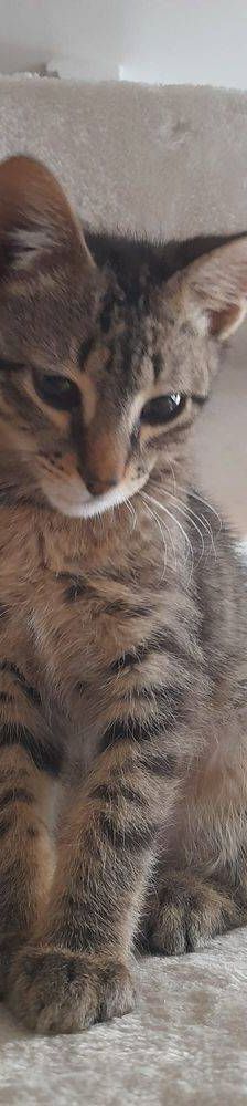 Lucky – Europäisch Kurzhaar, Männchen, 1 Jahr, 65520 Bad Camberg – Foto 2