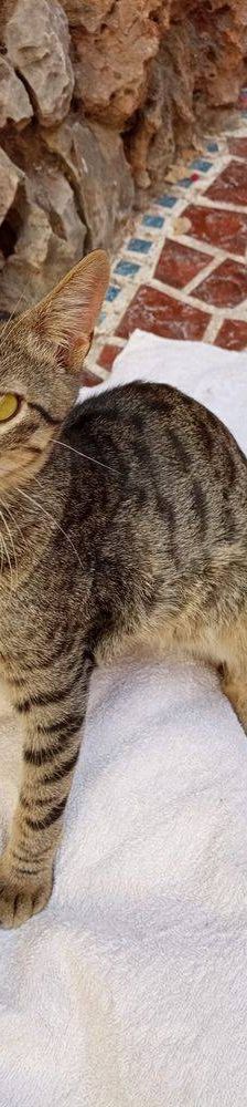 Lucky – Europäisch Kurzhaar, Männchen, 1 Jahr, 65520 Bad Camberg – Foto 11