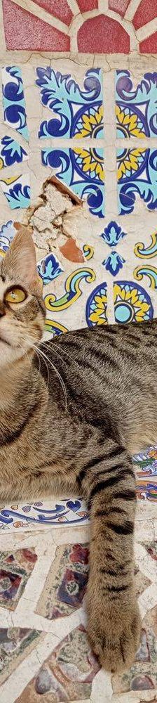 Lucky – Europäisch Kurzhaar, Männchen, 1 Jahr, 65520 Bad Camberg – Foto 12