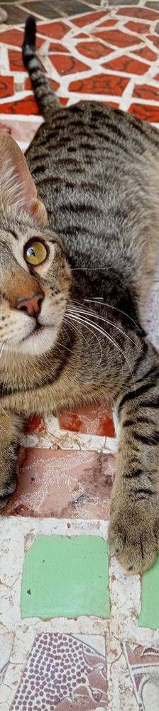 Lucky – Europäisch Kurzhaar, Männchen, 1 Jahr, 65520 Bad Camberg – Foto 13