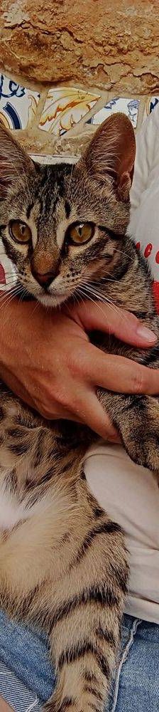 Lucky – Europäisch Kurzhaar, Männchen, 1 Jahr, 65520 Bad Camberg – Foto 14