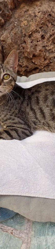 Lucky – Europäisch Kurzhaar, Männchen, 1 Jahr, 65520 Bad Camberg – Foto 15