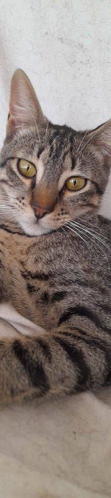 Lucky – Europäisch Kurzhaar, Männchen, 1 Jahr, 65520 Bad Camberg – Foto 17