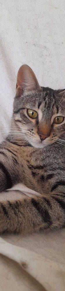 Lucky – Europäisch Kurzhaar, Männchen, 1 Jahr, 65520 Bad Camberg – Foto 18