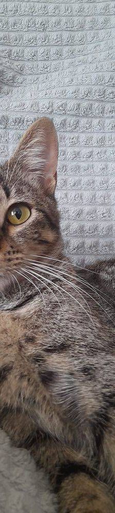 Lucky – Europäisch Kurzhaar, Männchen, 1 Jahr, 65520 Bad Camberg – Foto 19