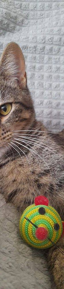 Lucky – Europäisch Kurzhaar, Männchen, 1 Jahr, 65520 Bad Camberg – Foto 20