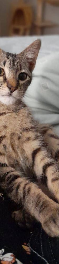 Lucky – Europäisch Kurzhaar, Männchen, 1 Jahr, 65520 Bad Camberg – Foto 3