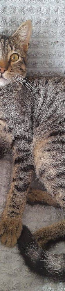 Lucky – Europäisch Kurzhaar, Männchen, 1 Jahr, 65520 Bad Camberg – Foto 21