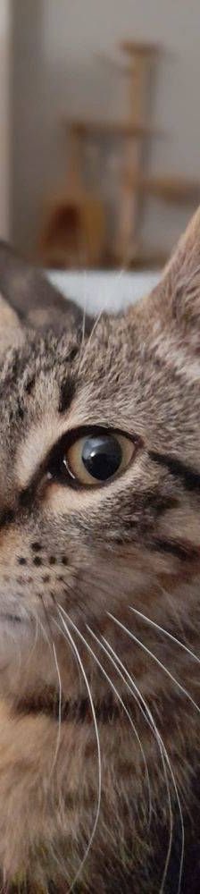 Lucky – Europäisch Kurzhaar, Männchen, 1 Jahr, 65520 Bad Camberg – Foto 4