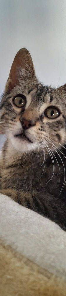Lucky – Europäisch Kurzhaar, Männchen, 1 Jahr, 65520 Bad Camberg – Foto 5
