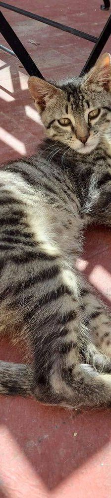 Lucky – Europäisch Kurzhaar, Männchen, 1 Jahr, 65520 Bad Camberg – Foto 6