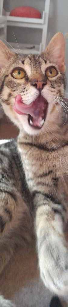 Lucky – Europäisch Kurzhaar, Männchen, 1 Jahr, 65520 Bad Camberg – Foto 7
