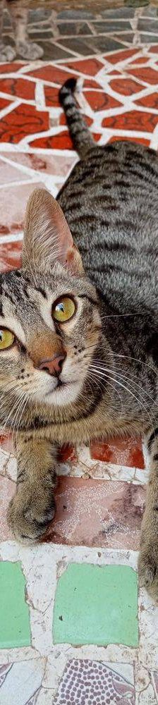 Lucky – Europäisch Kurzhaar, Männchen, 1 Jahr, 65520 Bad Camberg – Foto 8