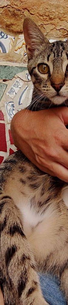 Lucky – Europäisch Kurzhaar, Männchen, 1 Jahr, 65520 Bad Camberg – Foto 9