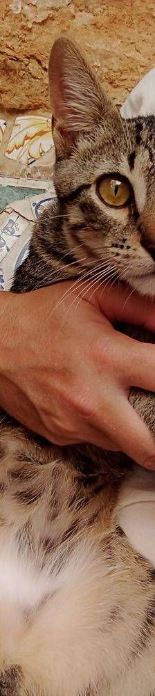 Lucky – Europäisch Kurzhaar, Männchen, 1 Jahr, 65520 Bad Camberg – Foto 10