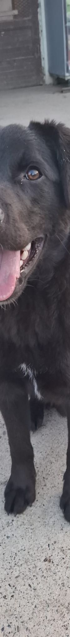 Lugano – Mischling, Männchen, 1 Jahr, Nordic Strays e.V. – Foto 1