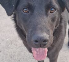 Lugano – Mischling, Männchen, 1 Jahr, Nordic Strays e.V. – Foto 2