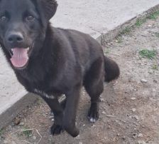 Lugano – Mischling, Männchen, 1 Jahr, Nordic Strays e.V. – Foto 5