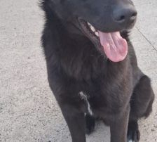 Lugano – Mischling, Männchen, 1 Jahr, Nordic Strays e.V. – Foto 6