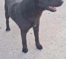 Lugano – Mischling, Männchen, 1 Jahr, Nordic Strays e.V. – Foto 7