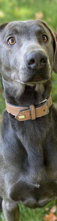 Marlo – Weimaraner-Mix, Männchen, 5 Jahre 2 Monate, 13057 Berlin – Foto 1