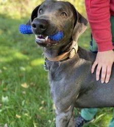 Marlo – Weimaraner-Mix, Männchen, 5 Jahre 2 Monate, 13057 Berlin – Foto 2